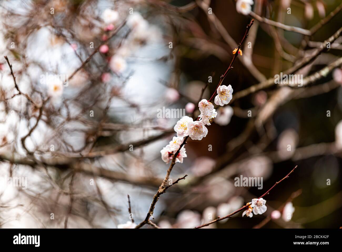 Closeup of one cherry tree sakura blossom opening flowers on branch with buds in spring springtime near shrine temple at Higashiyama walking course in Stock Photo