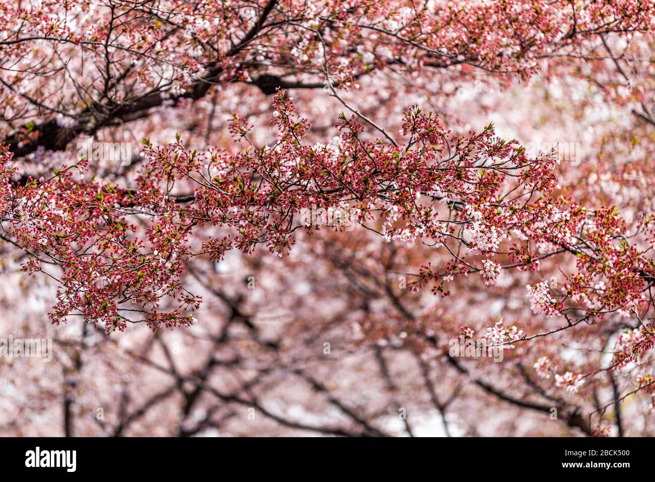 Kyoto, Japan with cherry blossom tree sakura branches with fallen ...