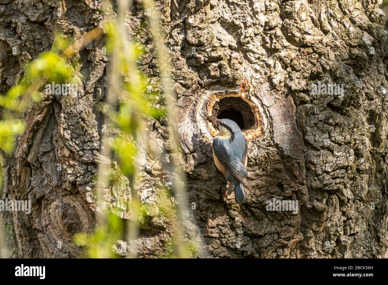 Nuthatch (Sitta europaea) beside its nest hole in a weeping willow tree trunk plastering mud around the hole to decrease the diameter, UK Stock Photo