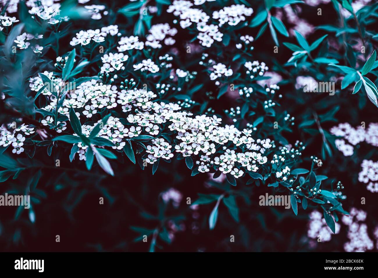 Spiraea Stock Photos Spiraea Stock Images Alamy