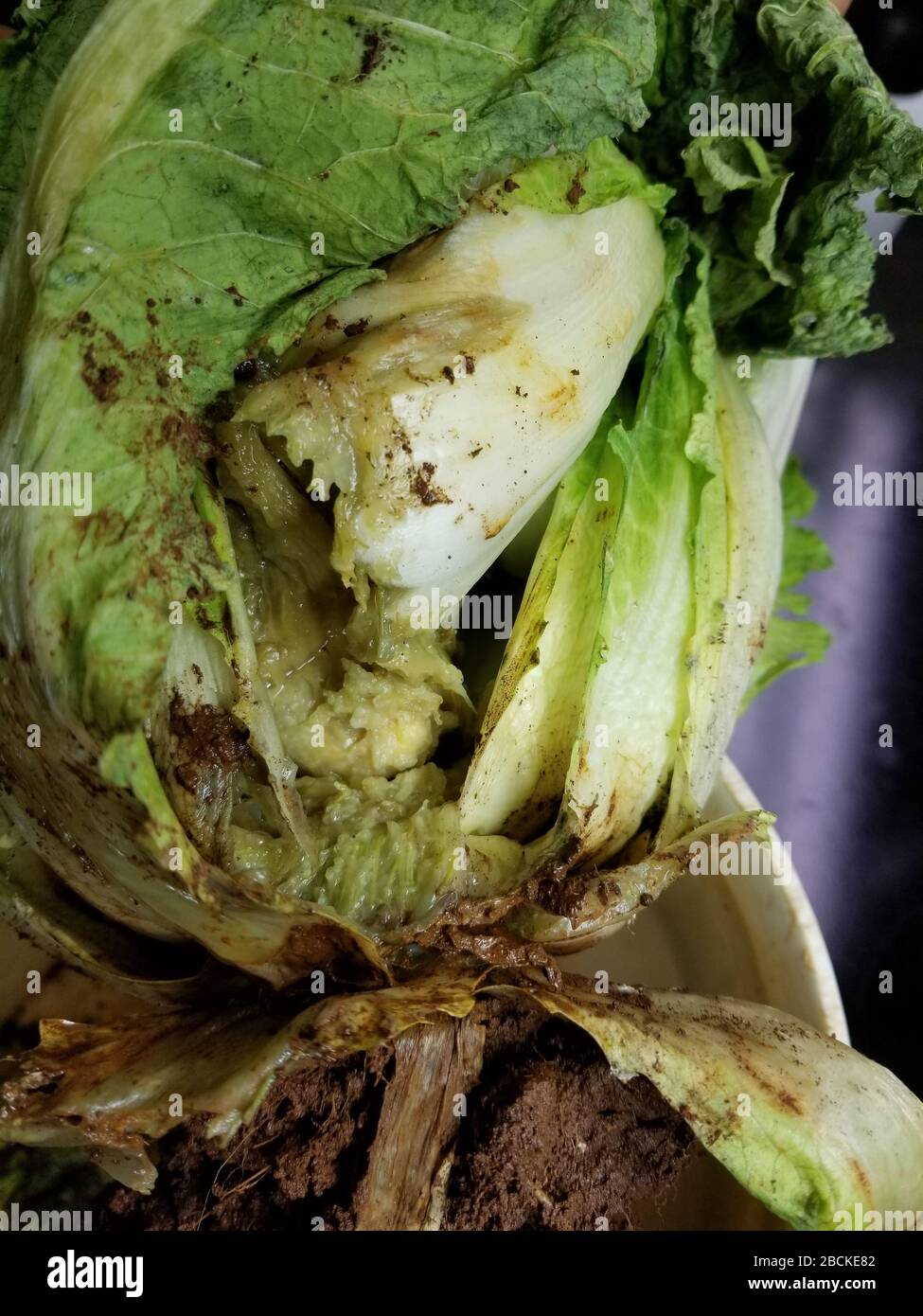 Bacterial Soft Rot Erwinia Carotovora High Resolution Stock Photography