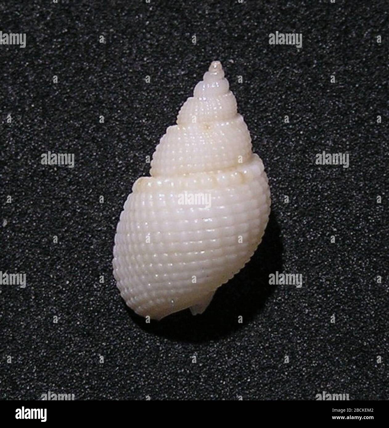 Nassariidae hires stock photography and images Alamy