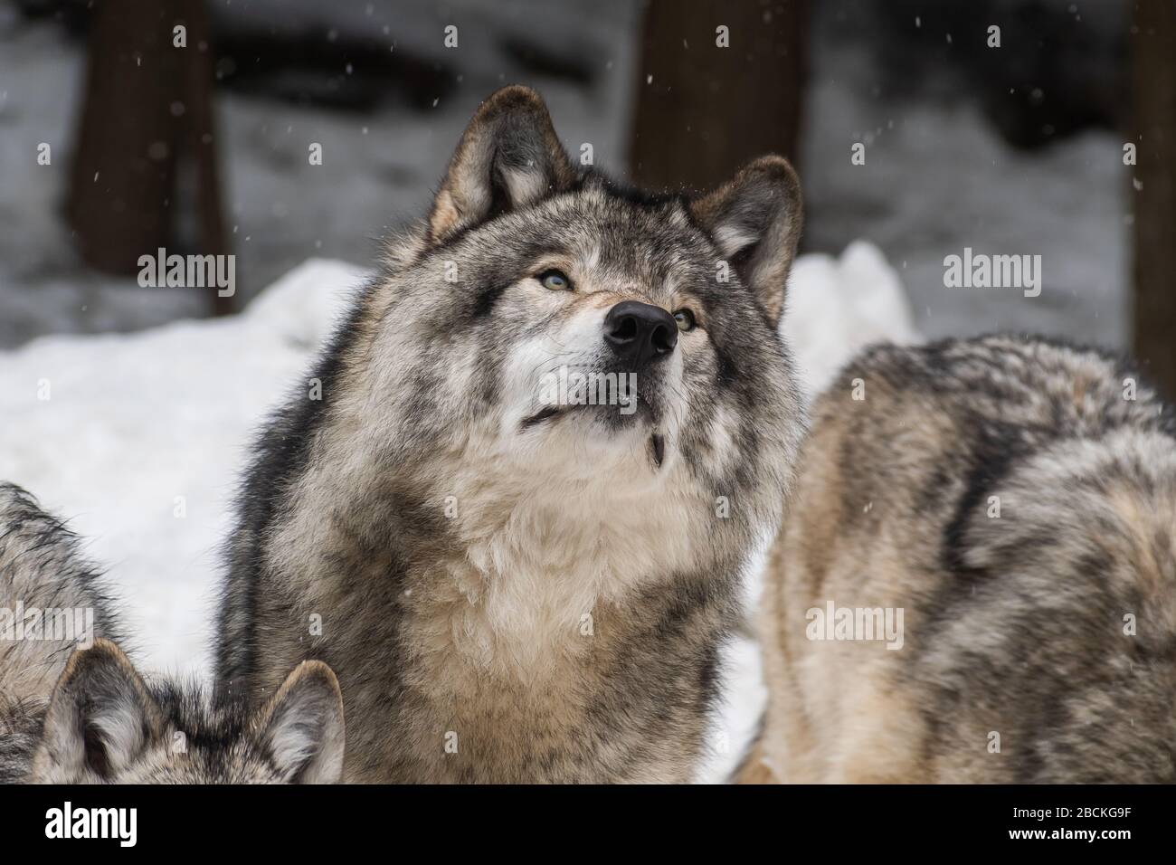 Big grey wolf staring in the distance with a blurry snow background. Leader of the pack. Stock Photo