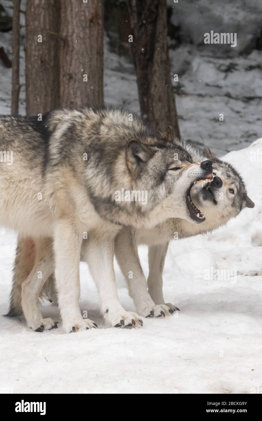 Two big grey wolves playing / fighting with each other in the woods in the winter. One of them is trying to dominate the other. Stock Photo