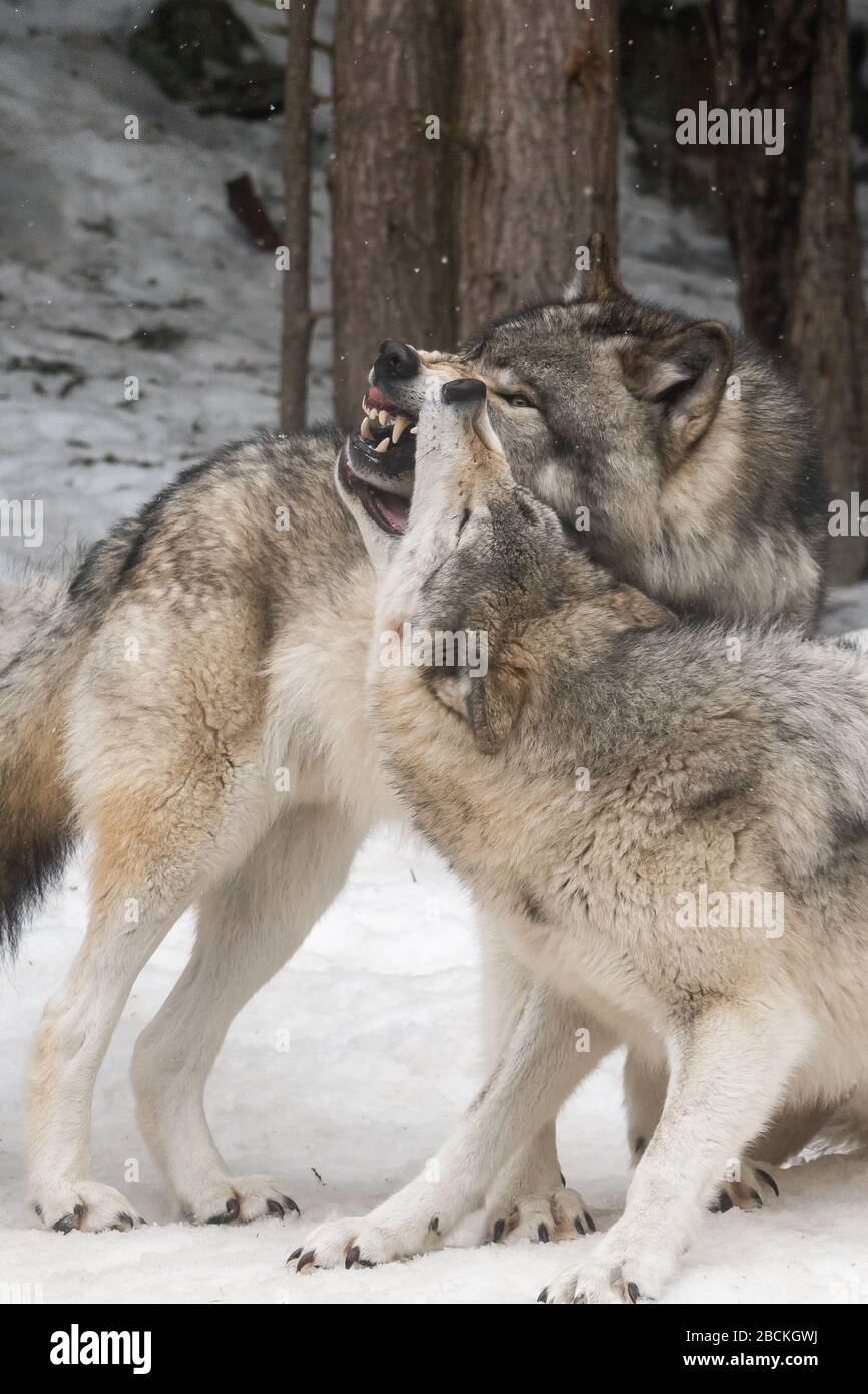 Two big grey wolves playing / fighting with each other in the woods in the winter. One of them is trying to dominate the other. Stock Photo