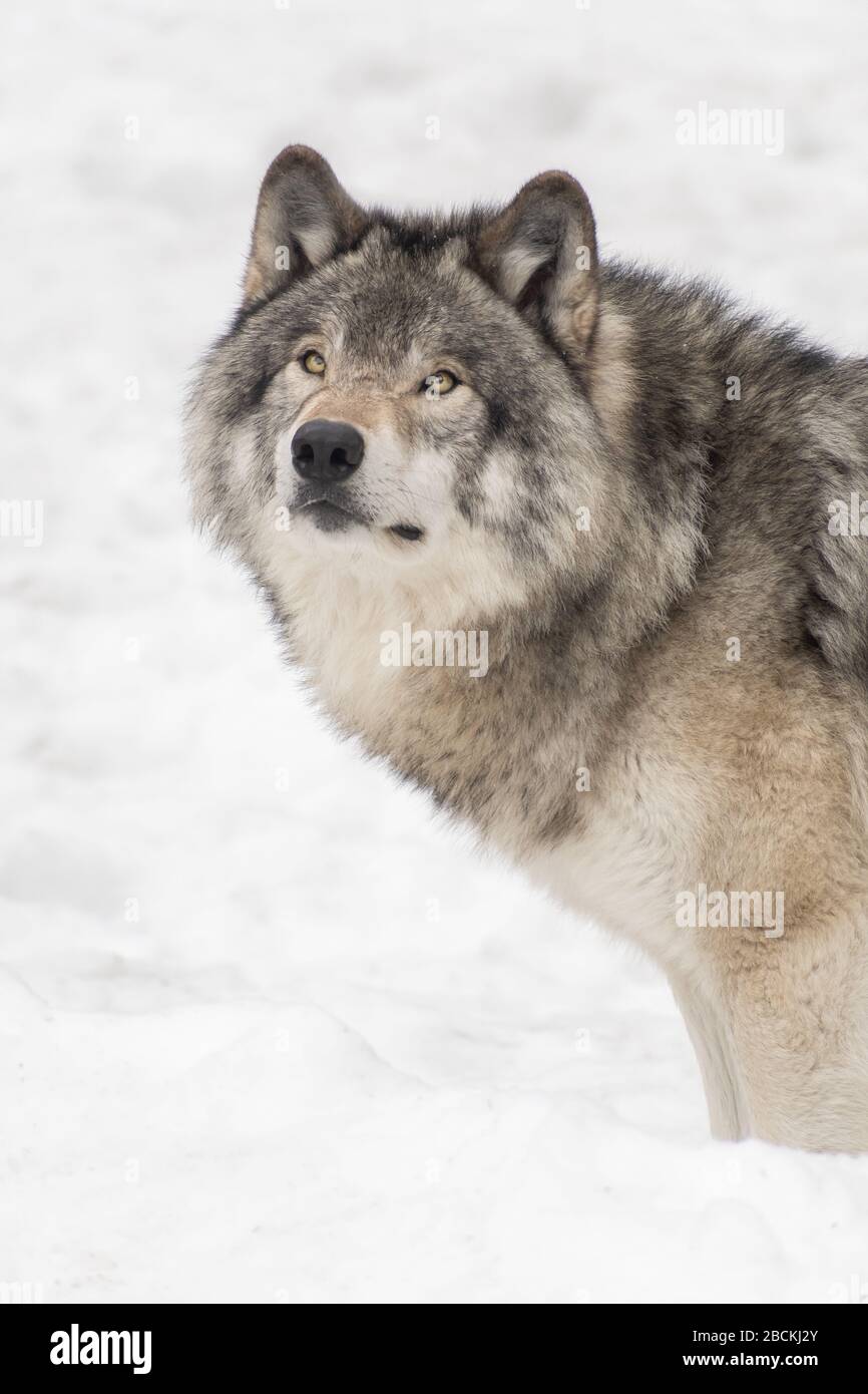 Big grey wolf staring in the distance with a blurry snow background. Leader of the pack. Stock Photo