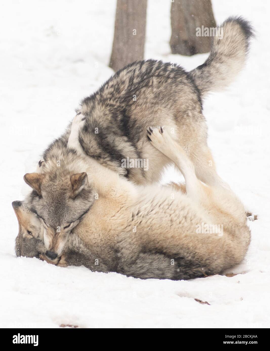 Two big grey wolves playing / fighting with each other in the woods in the winter. One of them is trying to dominate the other. Stock Photo