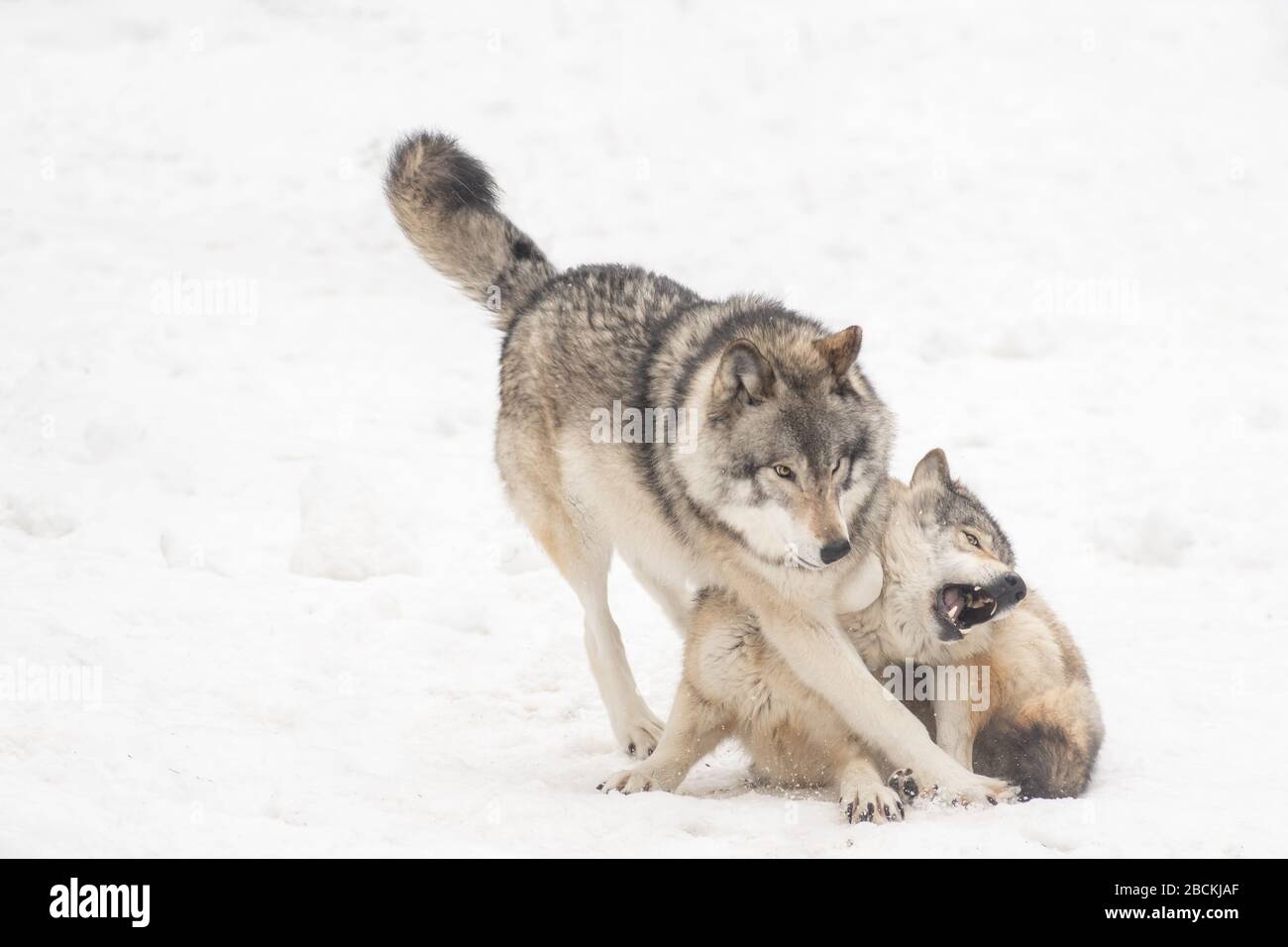 Two big grey wolves playing / fighting with each other in the woods in the winter. One of them is trying to dominate the other. Stock Photo