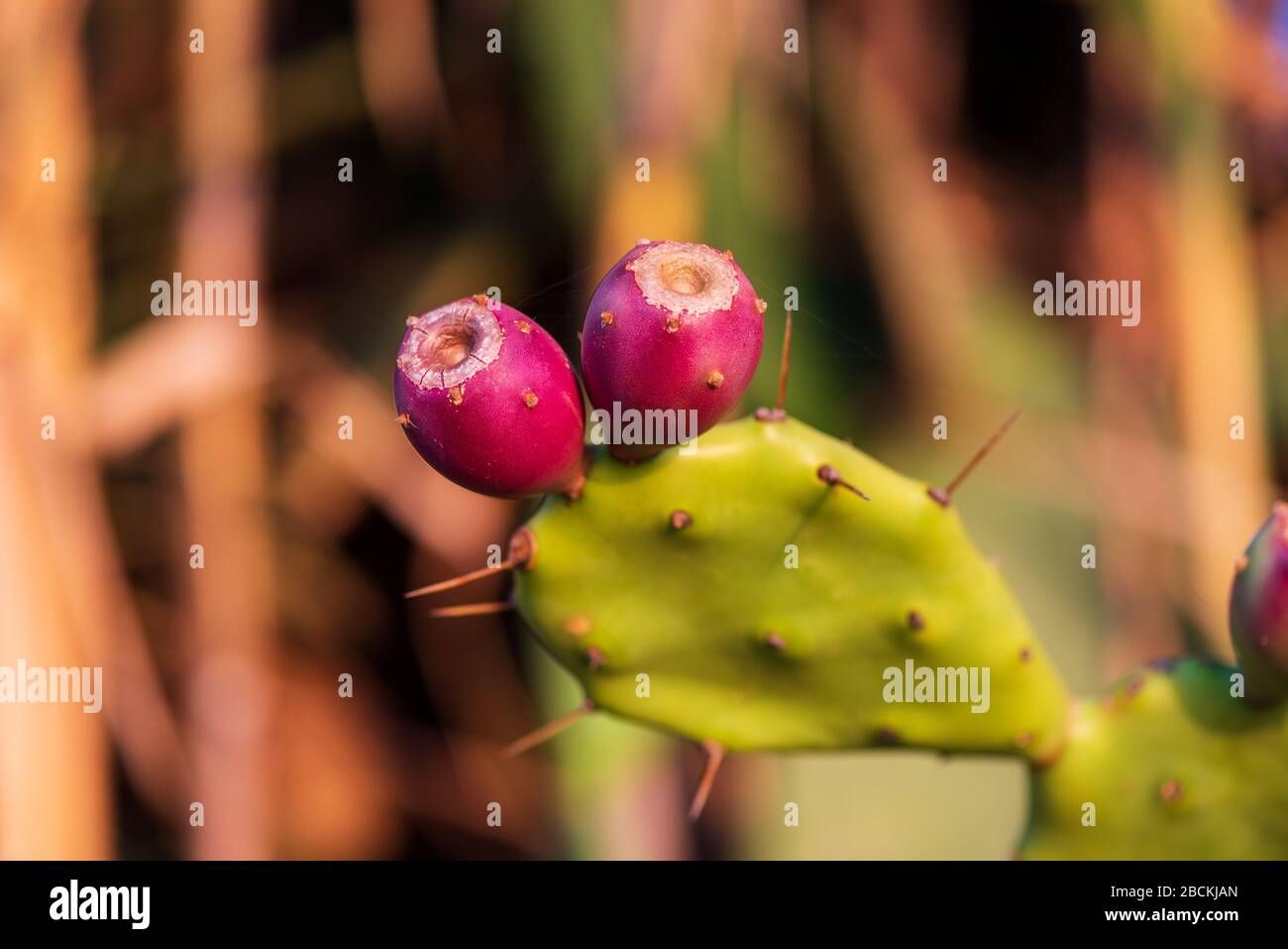 Prickly Pear Cactus With Fruit In Purple Color Opuntia Fico D India Cactus Spines Stock Photo Alamy