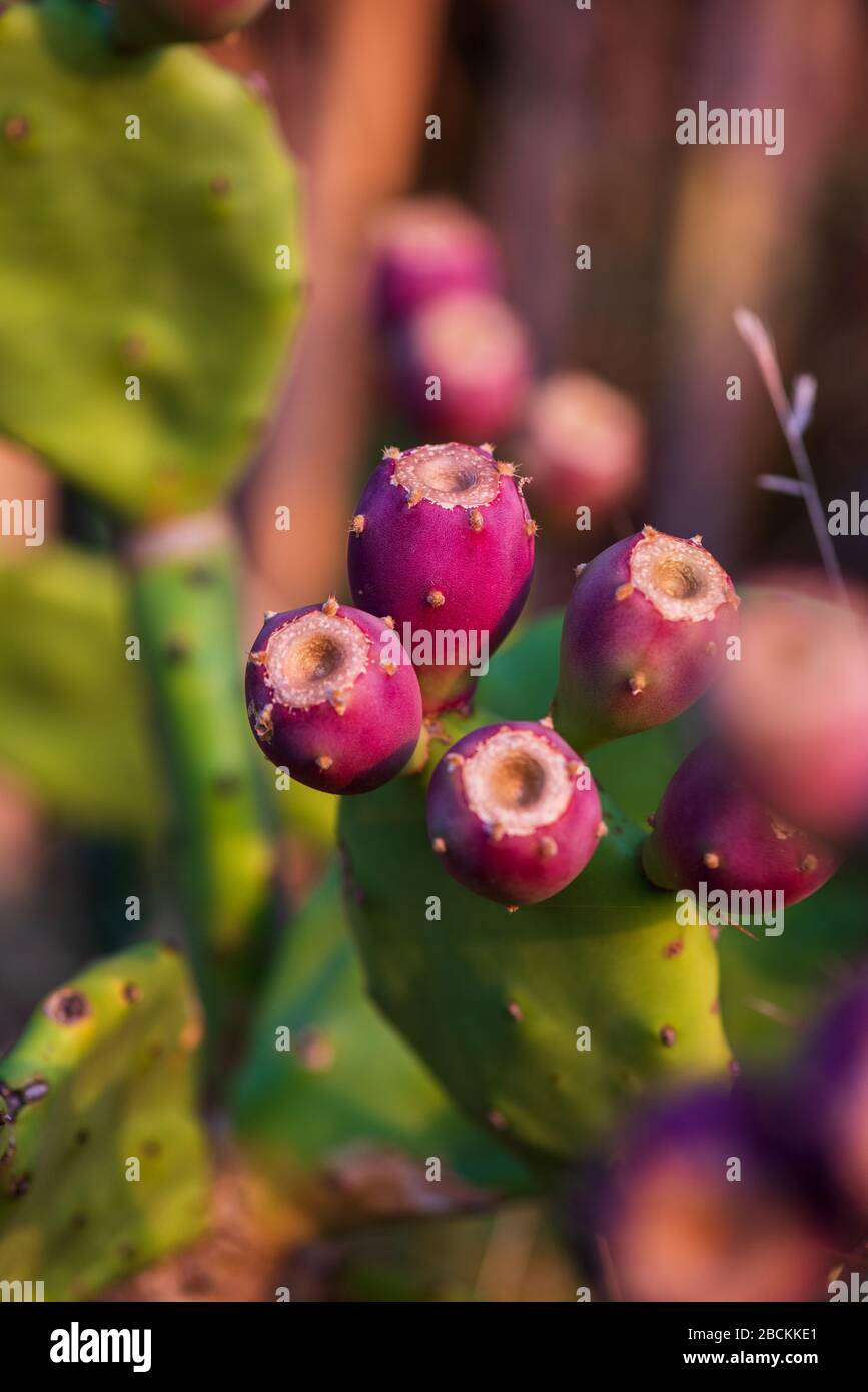 Pink fruit of the prickly pear cactus hires stock photography and