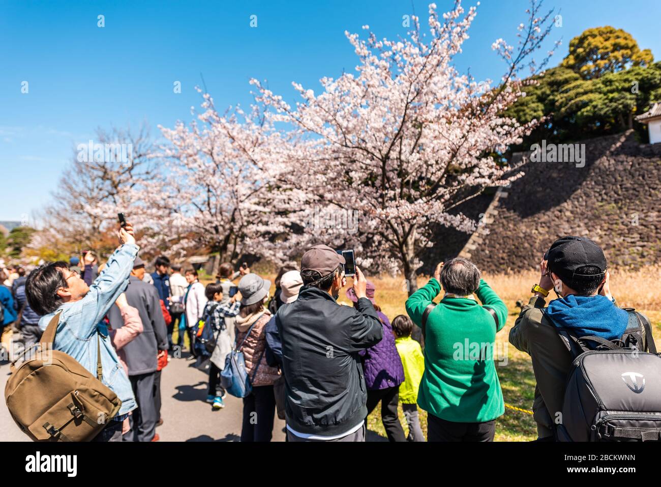 Tokyo, Japan - April 1, 2019: Imperial palace national gardens park with people taking photos, photographing cherry blossom sakura flowers on trees in Stock Photo