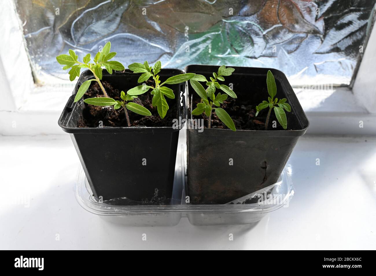 Tomato plant seedlings growing in pots on a bright window sill (Gardeners Delight on the left and Pomodoro on the right.) Stock Photo