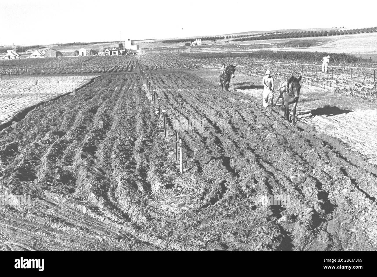 English Settlers Ploughing A Field At Moshav Batzra O Ss U E O U I E I O U E C I I C U U I C E E I E C I U 05 08 1946 This Is Available From National Photo Collection Of Israel Photography Dept