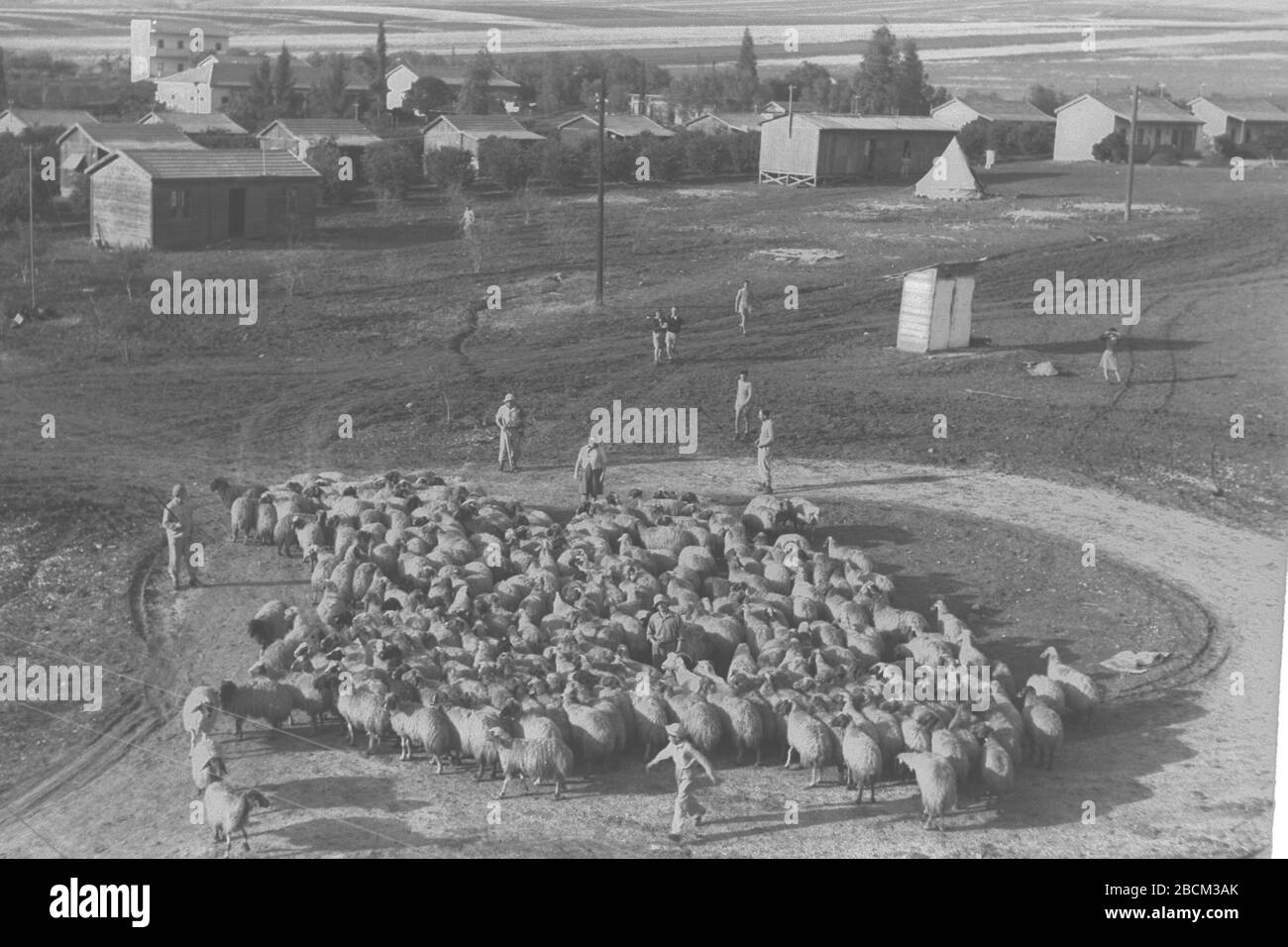 English Shepherds Taking Their Flock To The Pasture At Kibbutz Sde Nahum I O E U I O U E U U E C I I C U Ss O E I C I I O I U E U Ss O N E U 01 06 1946 This Is