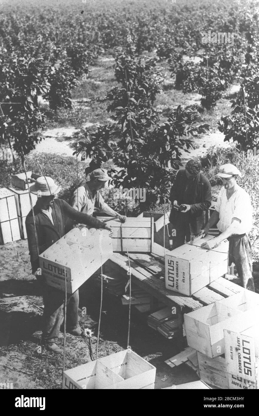 English Students Working At An Orange Grove O I I O O U U I E O U E I I N O U 01 05 1934 This Is Available From National Photo Collection Of Israel Photography Dept Goverment Press Office Link