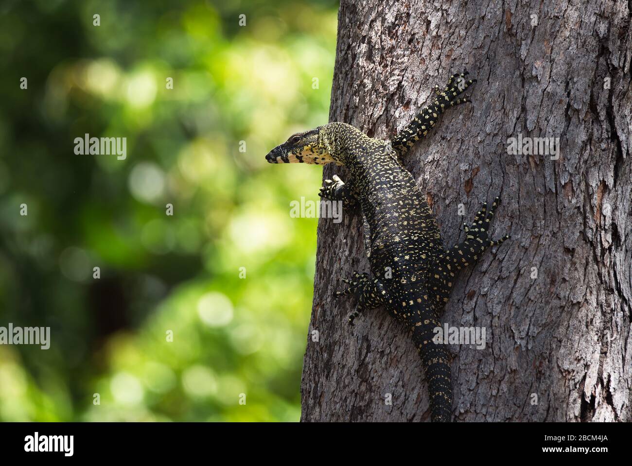 Tree Goanna climbing a gumtree in Queensland, Australia Stock Photo