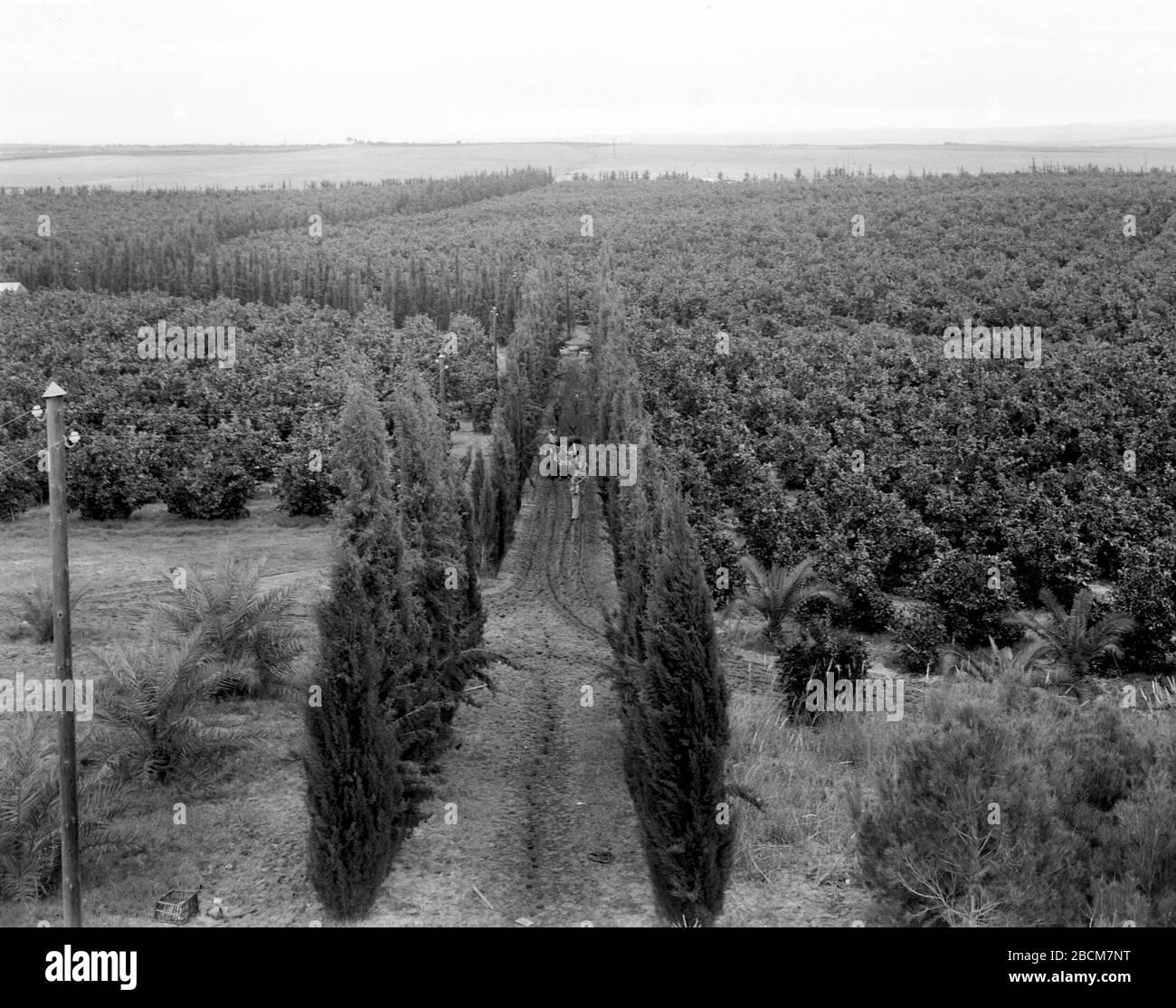 English The Orange Groves Of Kibbutz Na An U O I I N O U C U Ss O E I U 30 September 1939 This Is Available From National Photo Collection Of Israel Photography Dept Goverment Press Office Link Under The English The Orange Groves Of Kibbutz Na An U O I I N O U C U Ss O E I U 30 September 1939 This Is Available From National Photo Collection Of Israel Photography Dept Goverment Press Office Link Under The