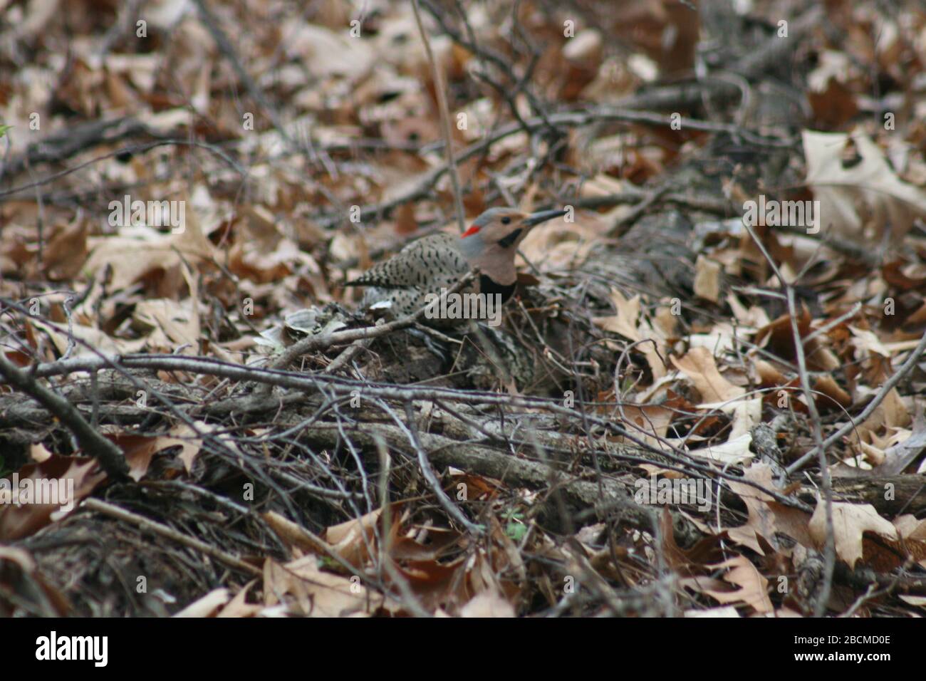 Polka Dotted Woodpecker searching for food Stock Photo