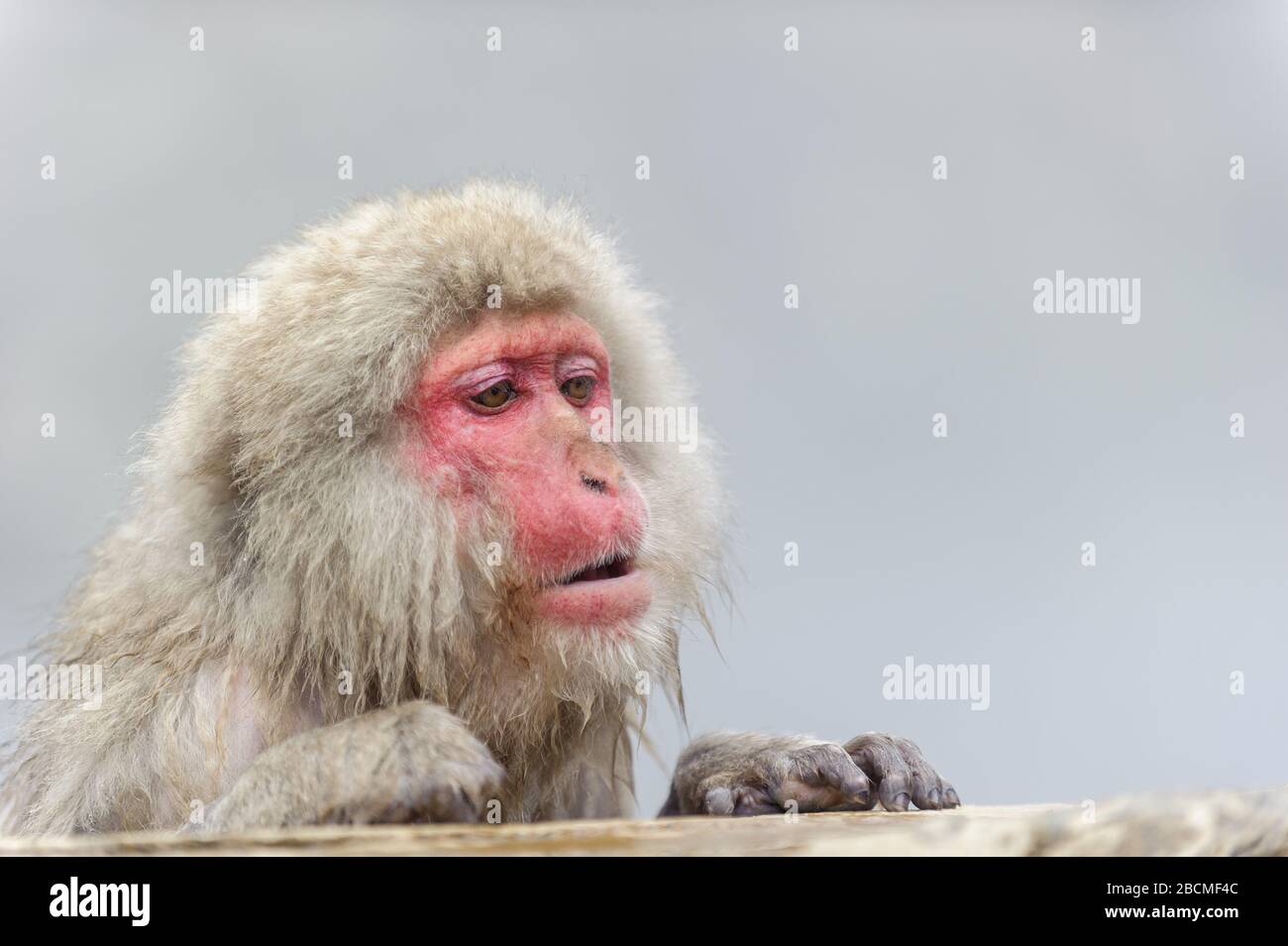 Socially Segregated Macaque in thermal bath in the snow monkey reserve in Japan Stock Photo