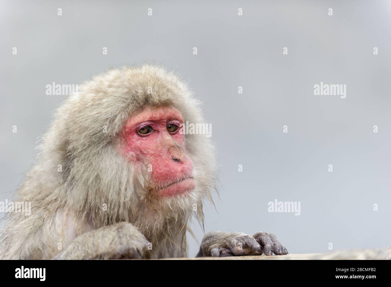 Socially Segregated Macaque in thermal bath in the snow monkey reserve in Japan Stock Photo