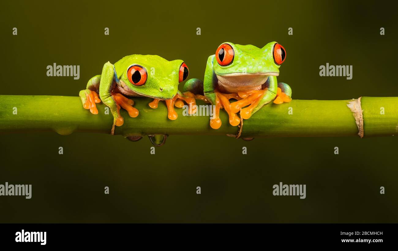 Two Central / South American Red Eyed Tree Frog (Agalychnis callidryas) sitting on a bamboo stem Stock Photo