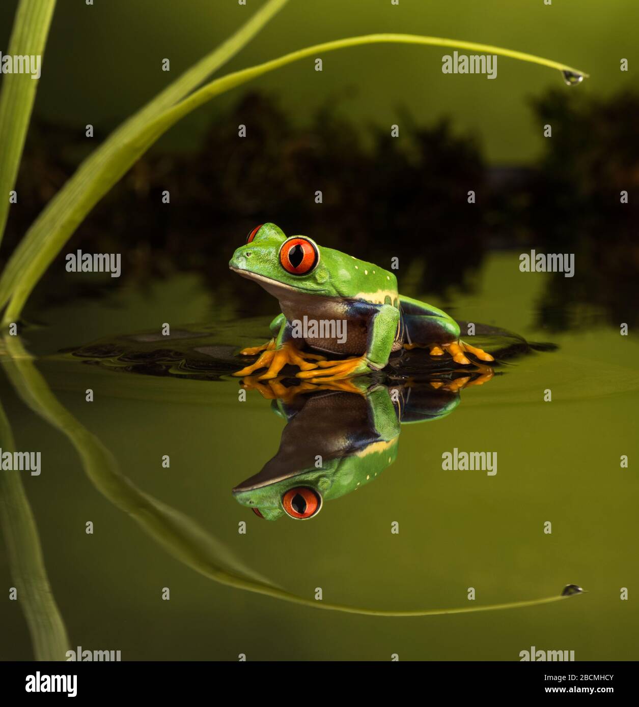 Central / South American Red Eyed Tree Frog (Agalychnis callidryas) sitting on a stone in a still pond with reflection Stock Photo