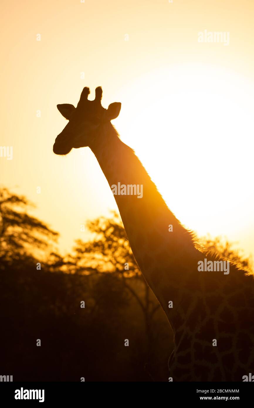 Wild Giraffe in South Africa Stock Photo