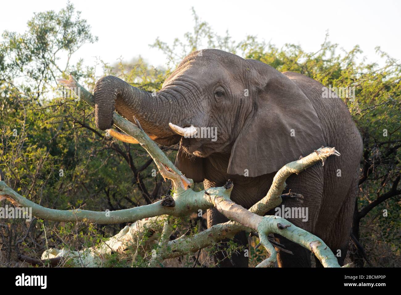 African elephant eating tree hires stock photography and images Alamy