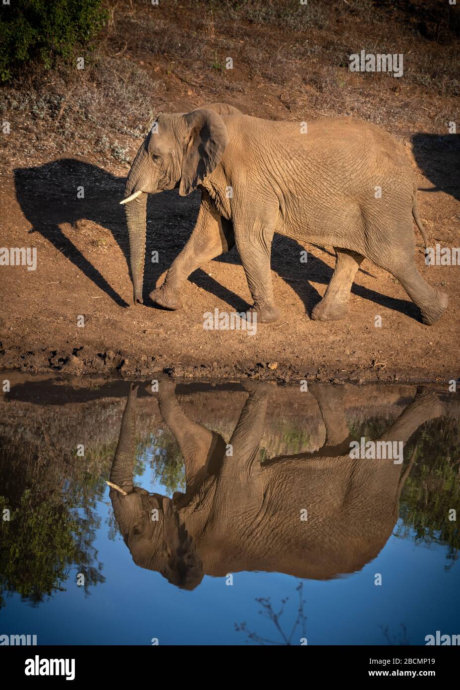 Wild African Elephants Stock Photo