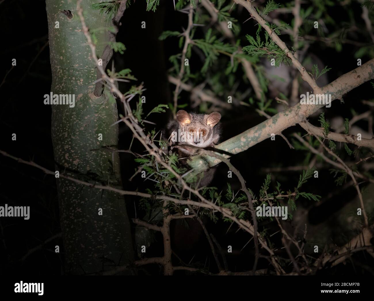 Greater galagos or thick-tailed bushbabies on a night safari in South Africa. Stock Photo