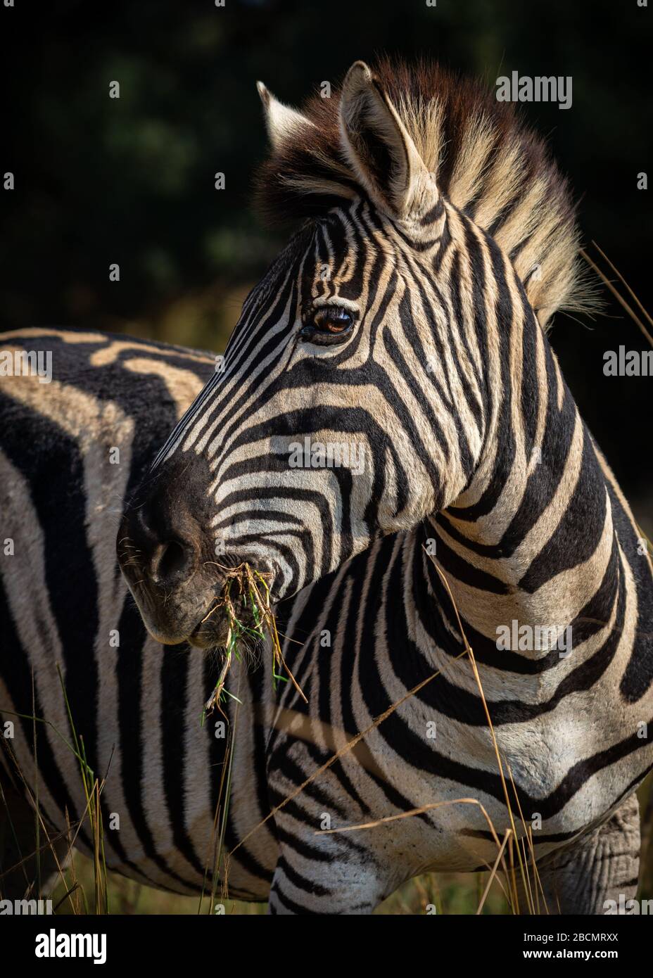 Wild Plains Zebras in South Africa. Stock Photo