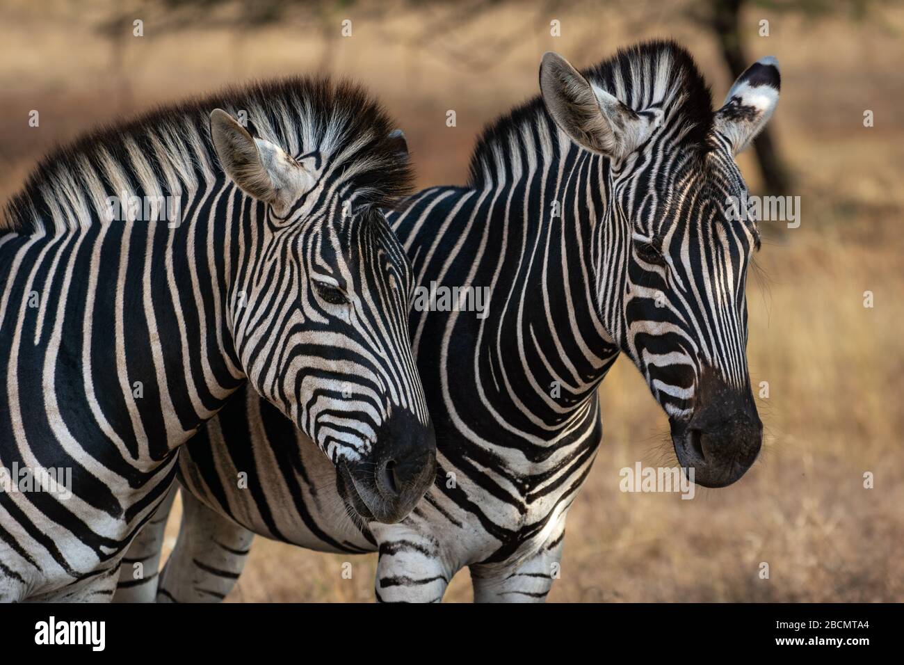 Wild Plains Zebras in South Africa Stock Photo Alamy