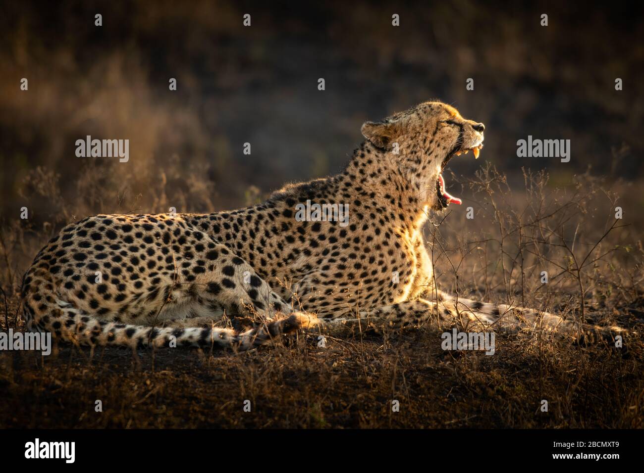 Wild Cheetah in South Africa Stock Photo