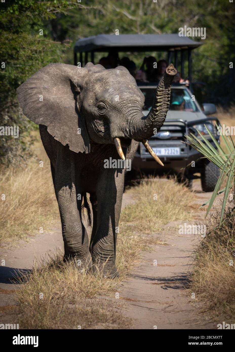 Wild African Elephants Stock Photo
