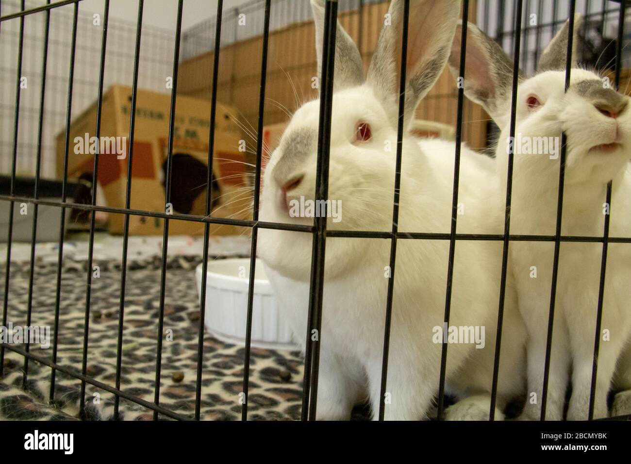 Rabbits Looking Through Pen Stock Photo Alamy