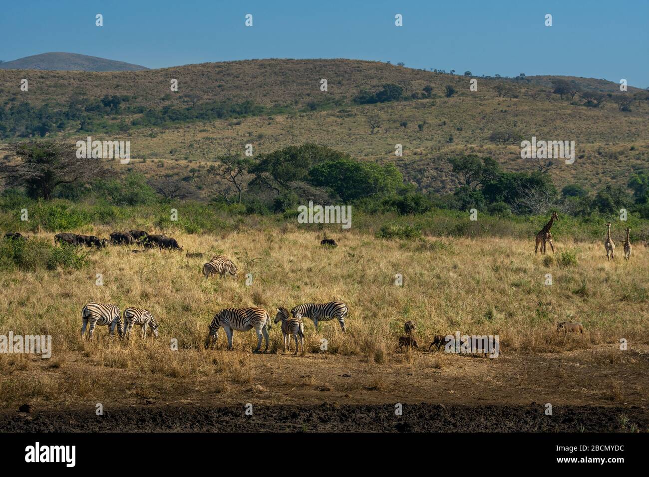 Wild African Elephants Stock Photo