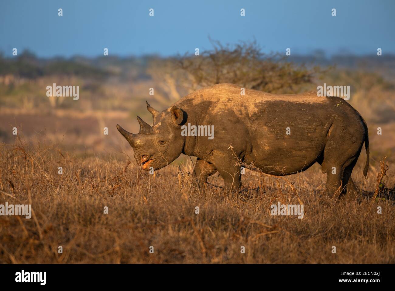 Black rhino in South Africa Stock Photo