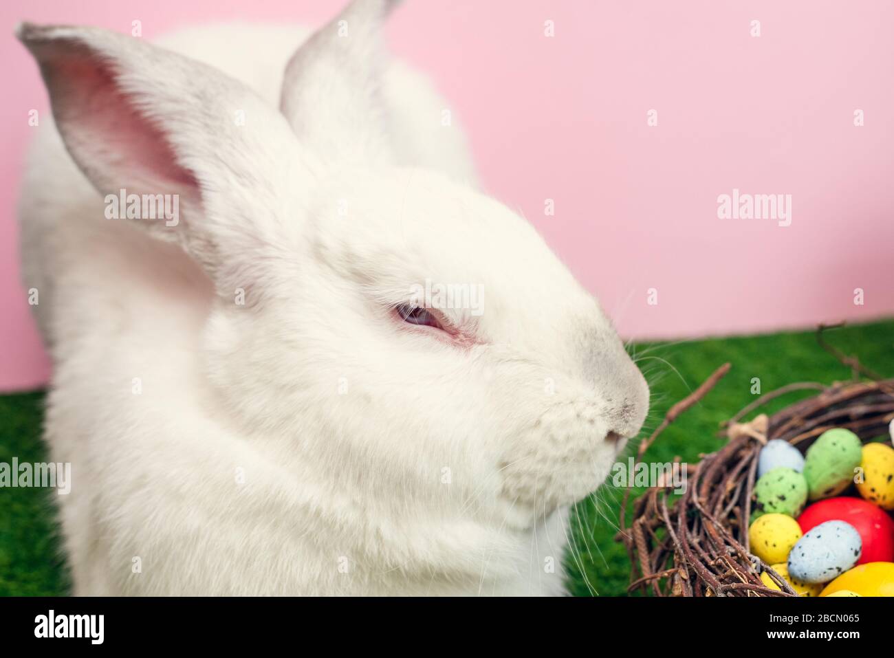 A cute white big rabbit is sitting on the green grass next to an Easter ...