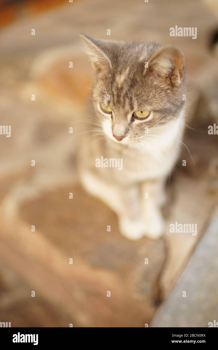 Cute young ash cat portrait, grey kitty sitting on the stone steps ...