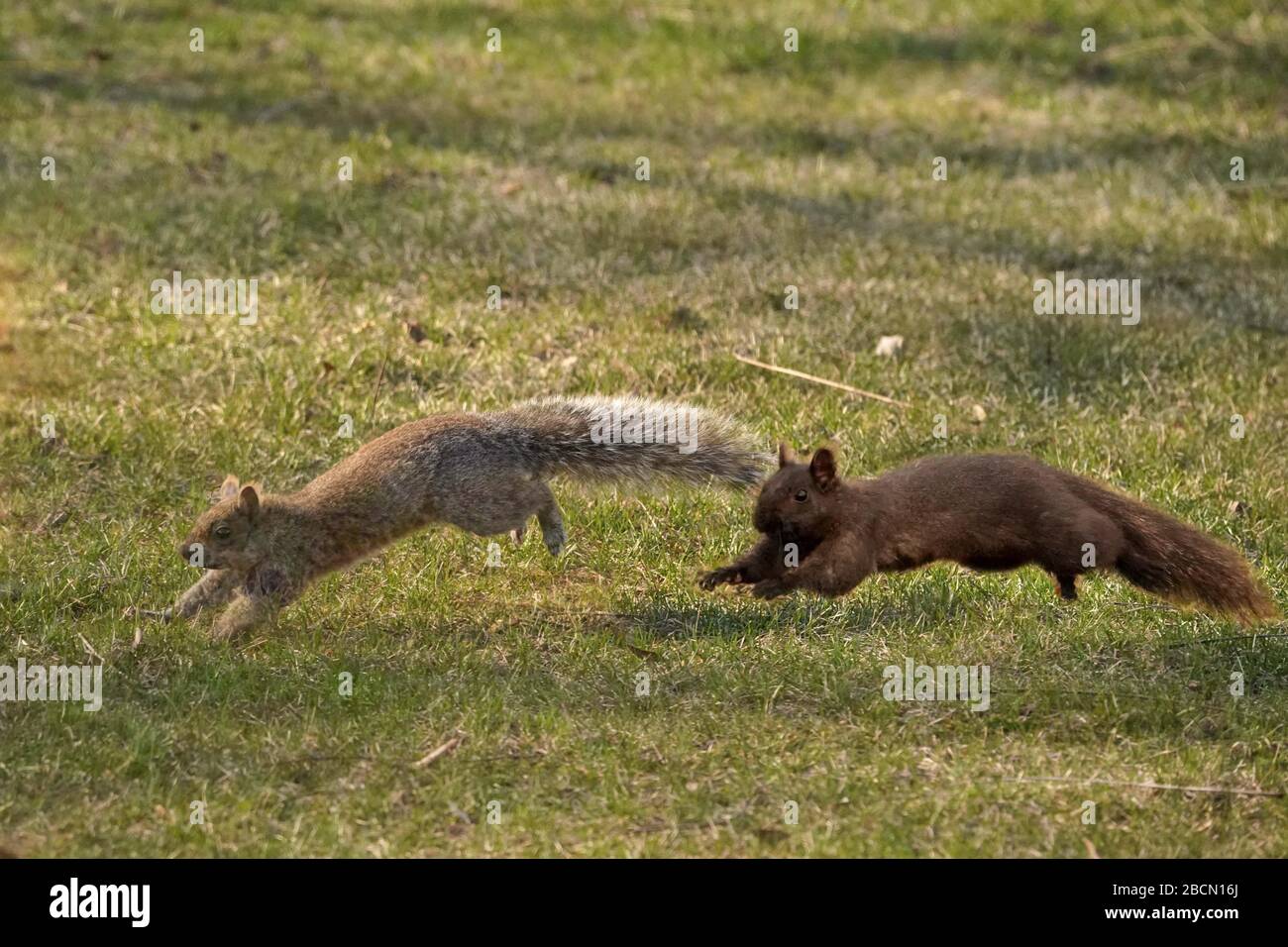 Black and grey squirrels Stock Photo