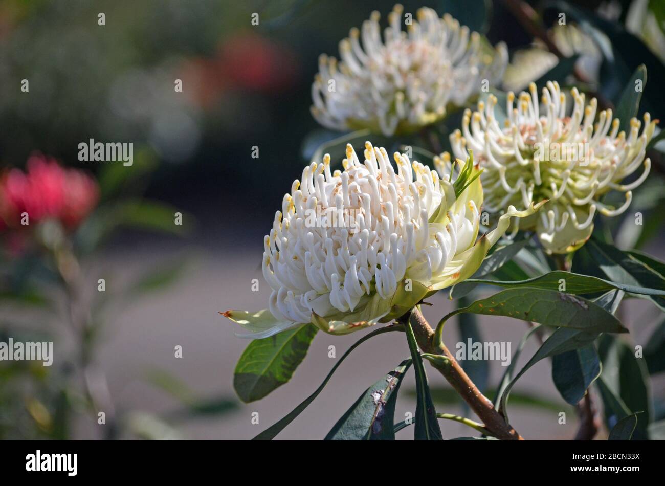 Australian native white Waratah, Telopea speciosissima, family Proteaceae. Shady Lady variety. Waratahs are endemic to New South Wales. Hardy, drought Stock Photo