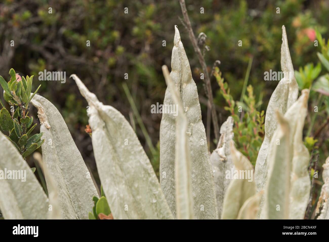 Chingaza National Natural Park, Colombia. Native vegetation, paramo ecosystem: Detail of the leaves of a frailejon, espeletia; they are succulent and Stock Photo