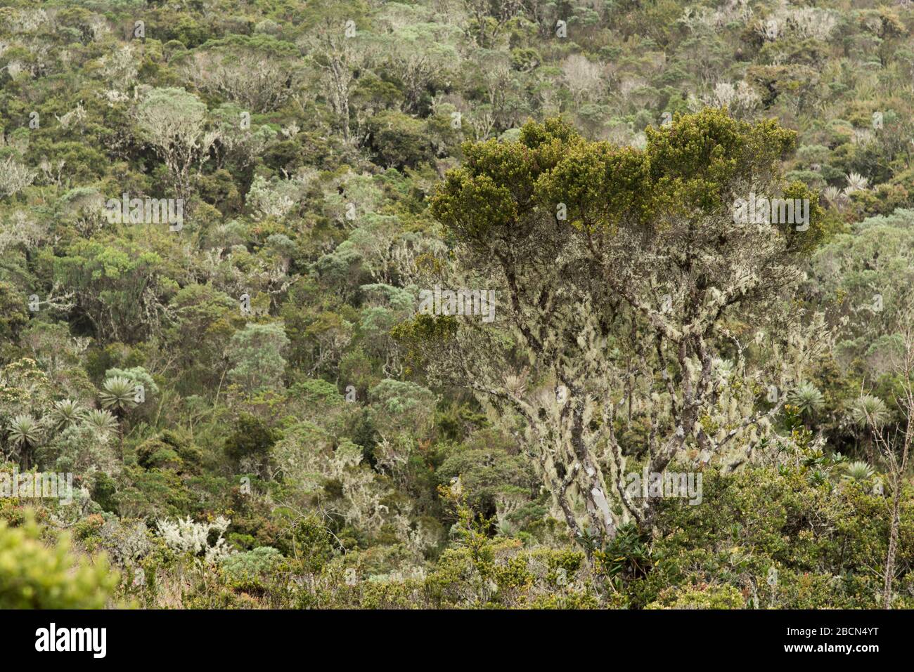 Chingaza National Natural Park, Colombia. Landscape / texture: native vegetation, trees and shrubs in different shades of green Stock Photo