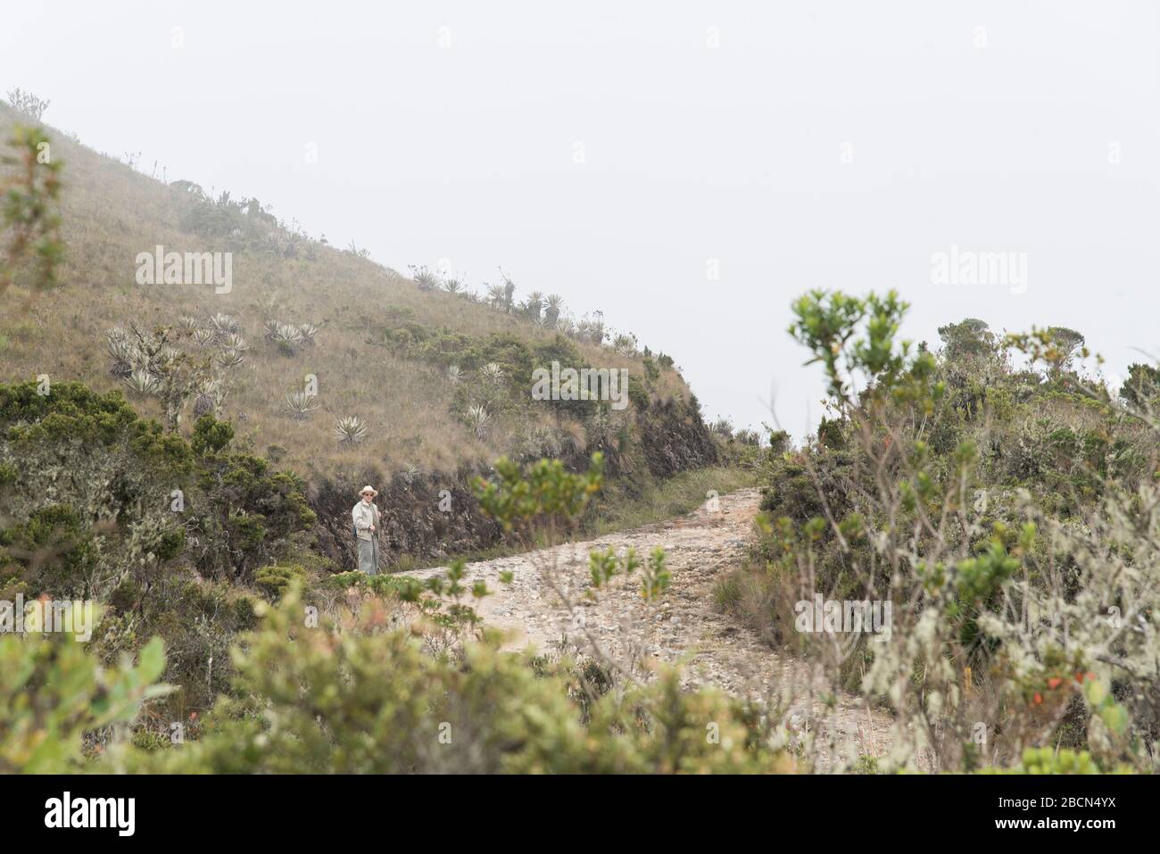 Chingaza National Natural Park, Colombia. Paramo landscape: man on a trail running up a hill, surrounded by greenery, a cloudy and foggy day Stock Photo