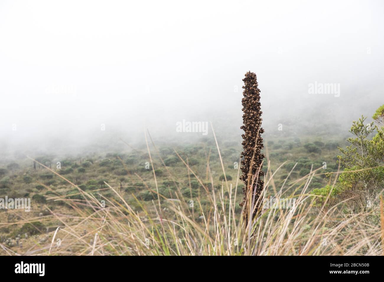 Chingaza National Natural Park, Colombia. Paramo vegetation: puya goudotiana, a large bromeliad native to the Andes Mountains. Stock Photo