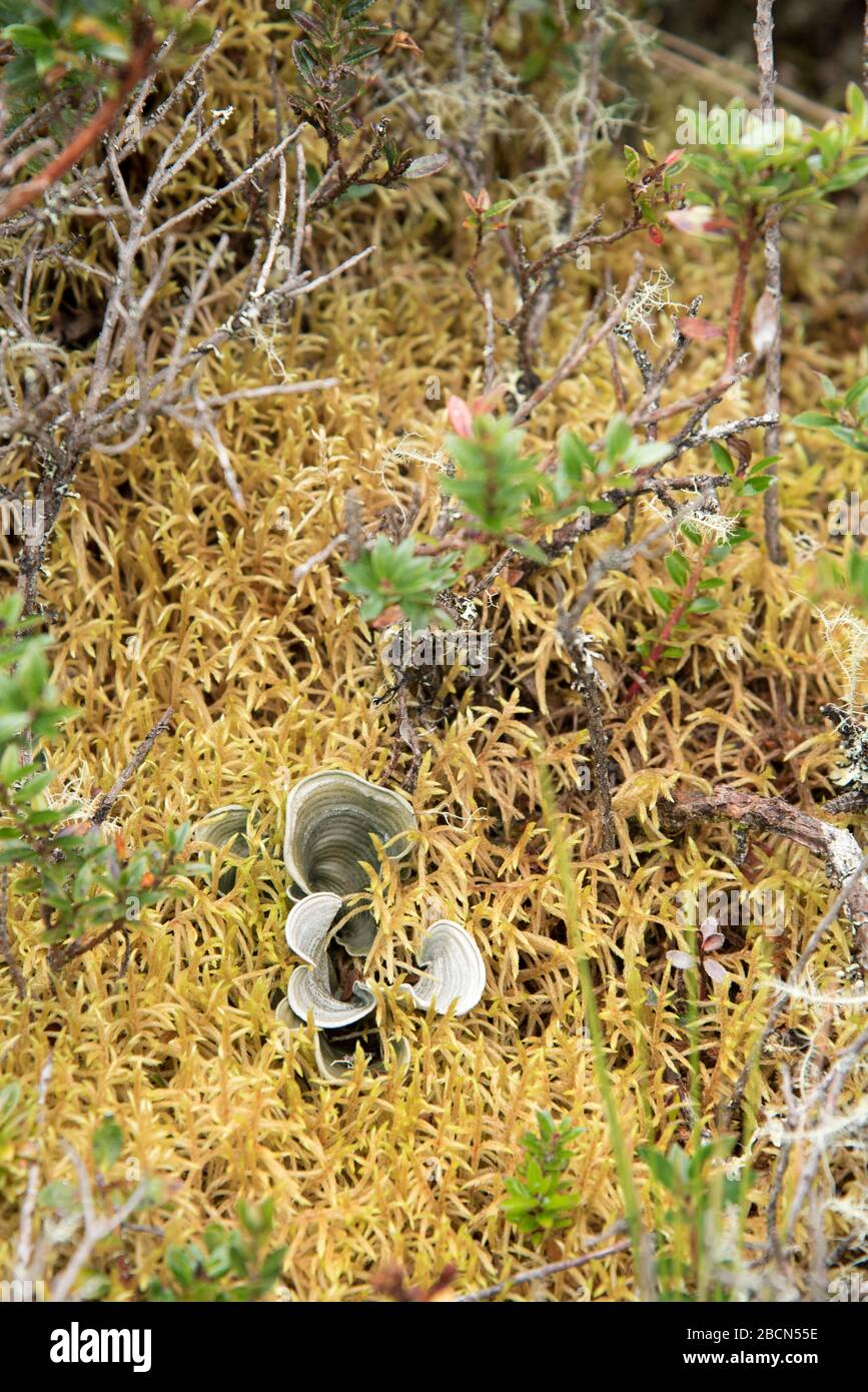 Chingaza National Natural Park, Colombia. Paramo soil: lichen Dictyonema glabratum and sphagnum moss Stock Photo