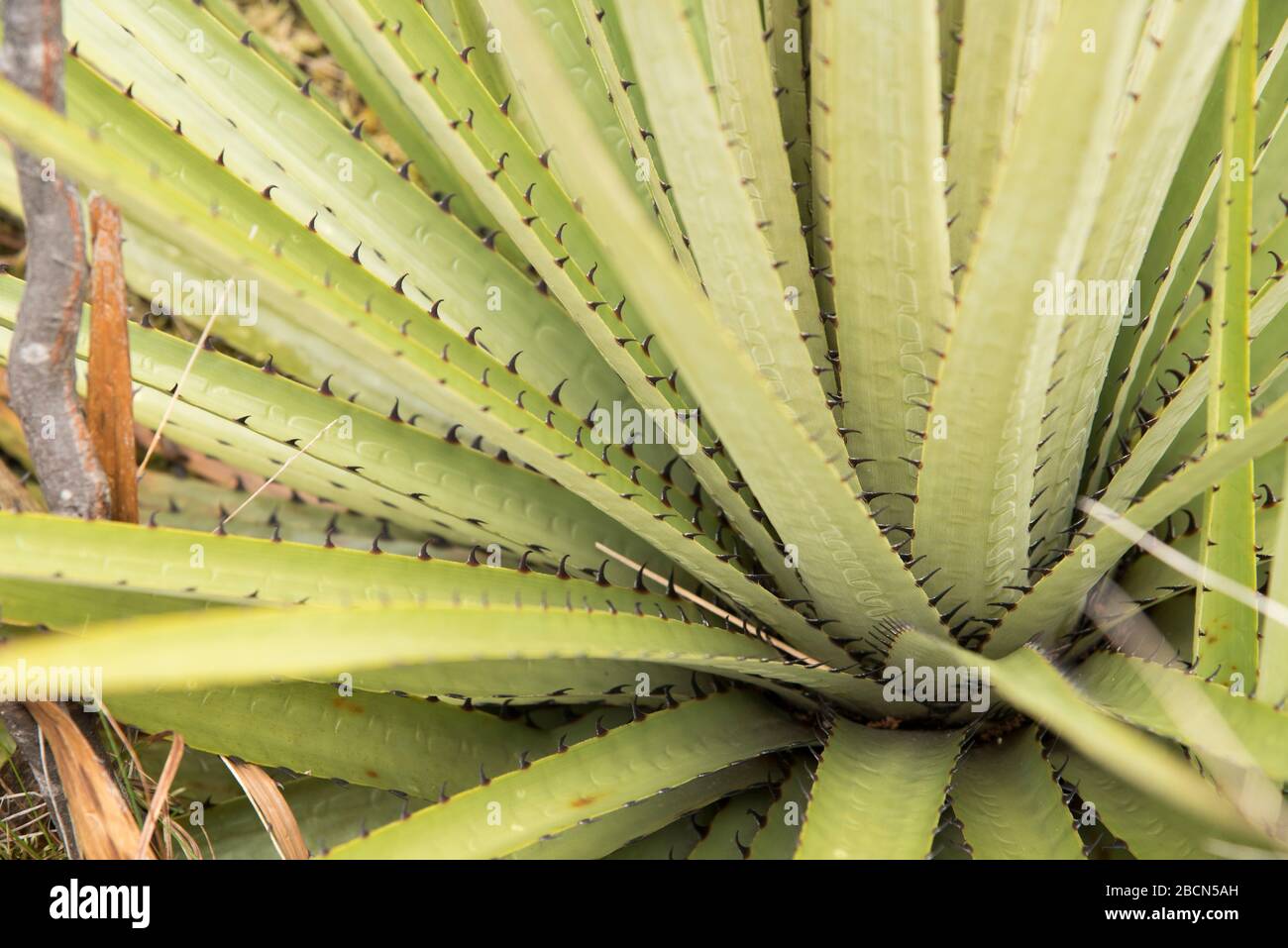 Chingaza National Natural Park, Colombia. Detail of the leaves of a puya goudotiana, a large bromeliad native to the Andes Mountains. Stock Photo