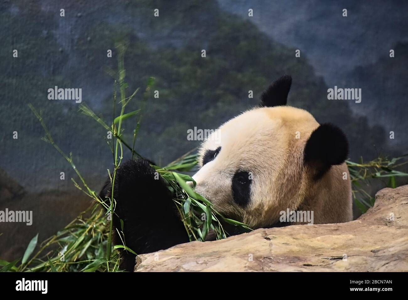 A Giant Panda chews on bamboo chutes while leaning against a rock in a zoo exhibit looking at people through glass window. Stock Photo