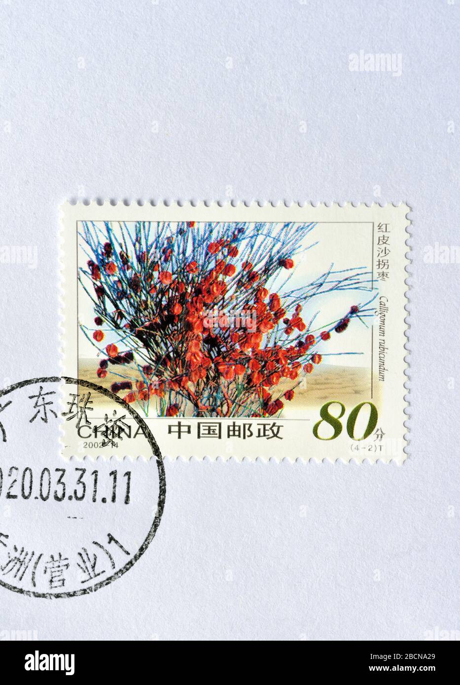 CHINA - CIRCA 2002: A stamps printed in China shows Desert Plants -  Calligonum rubicandum, circa 2002. Stock Photo