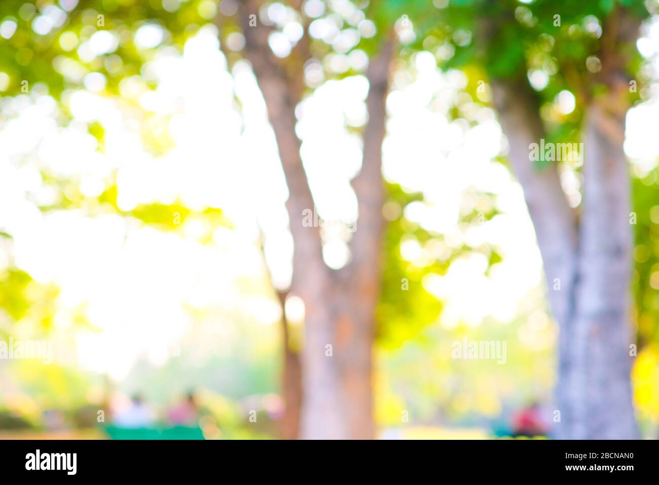 Abstract blurred green tree park sunset light nature background Stock ...